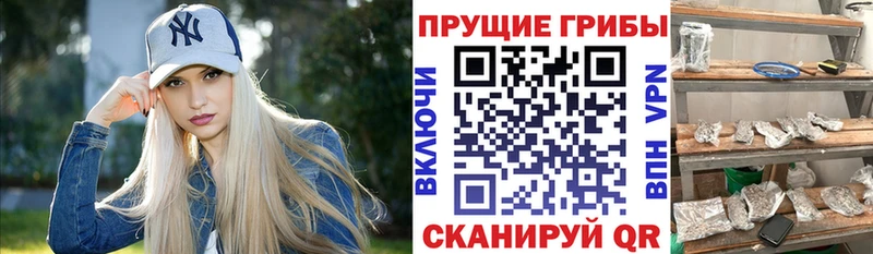 купить наркоту  мега сайт  Галлюциногенные грибы Psilocybe  Талдом 